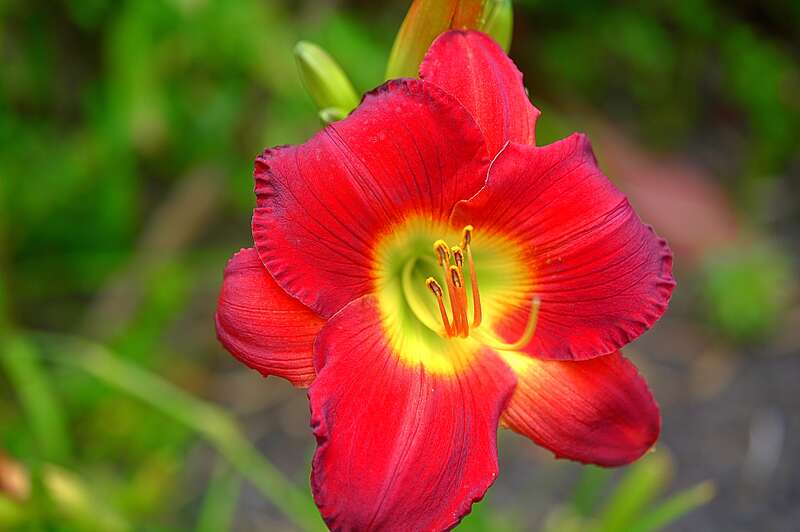 A beautiful lily flower that had a bright yellow center.