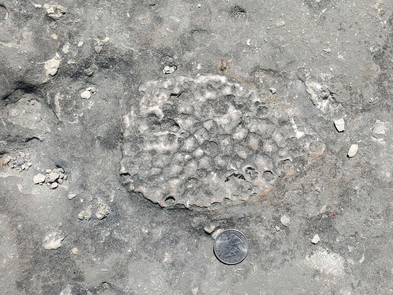 Hexagonaria fossil coral at Marblehead Lighthouse, Lake Erie, Ohio.  Formation is the Devonian Columbus Limestone.  US Quarter for scale.