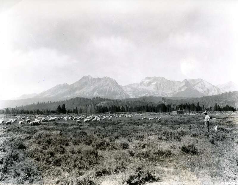 Image Title: Sheep - Stanley Basin
Date: c.1937
Place: Stanley Basin, Idaho
Description/Caption: On verso, &quot;Sheep raising is an important Idaho industry.  Flocks graze on national forests from about June 15 to October 15.  This scene is on the