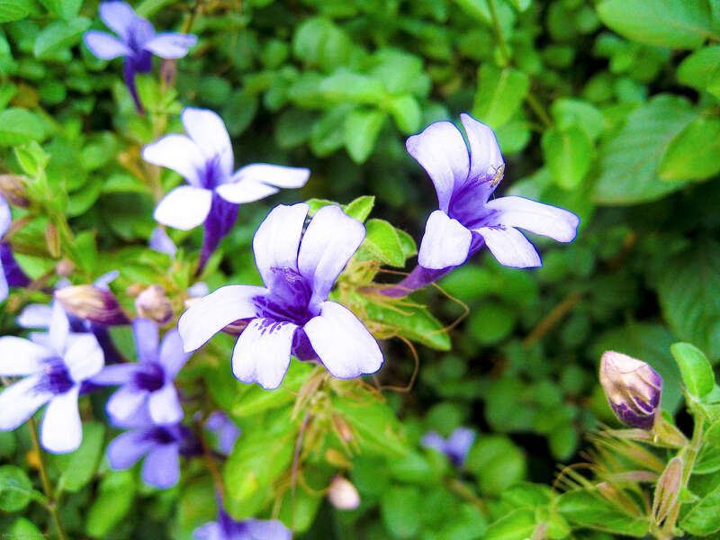 In the Kula botanical garden