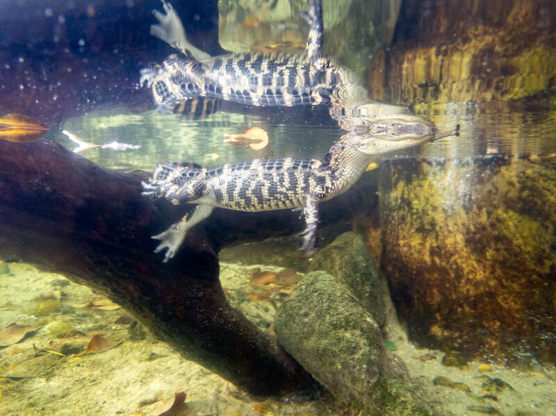 The Key West Aquarium is the only public aquarium in Key West, Florida, United States. It is located at 1 Whitehead Street and is marked by Historic Marker 52.
Built between 1932 and 1934, the Key West Aquarium is one of Florida's oldest aquariums.