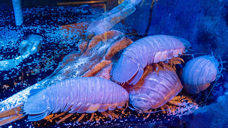 The Key West Aquarium is the only public aquarium in Key West, Florida, United States. It is located at 1 Whitehead Street and is marked by Historic Marker 52.
Built between 1932 and 1934, the Key West Aquarium is one of Florida's oldest aquariums.