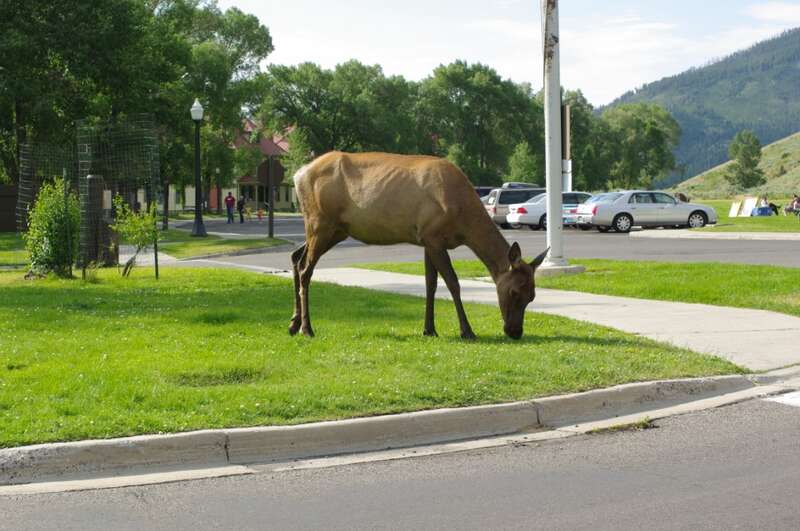 Mammoth Springs Wildlife