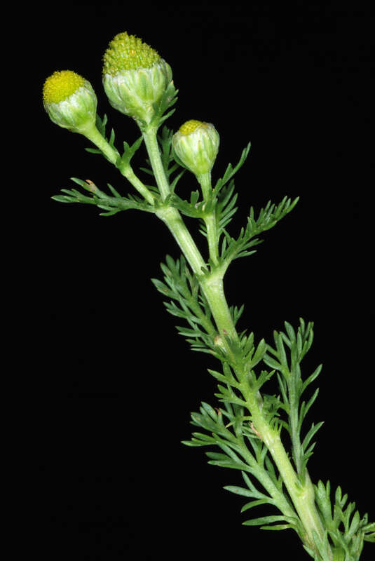 Matricaria discoidea