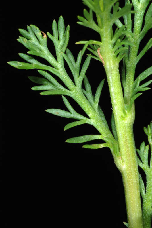 Matricaria discoidea