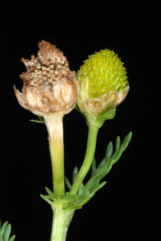 Matricaria discoidea