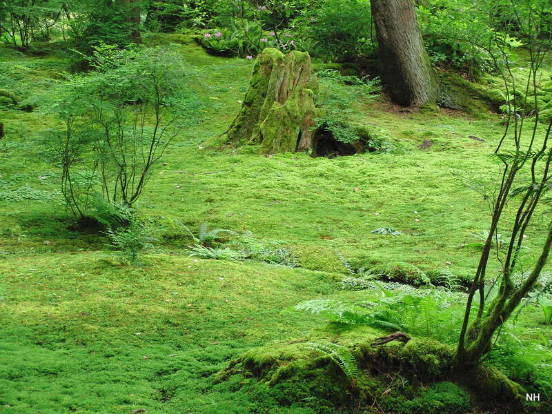 Moss Moss Everywhere