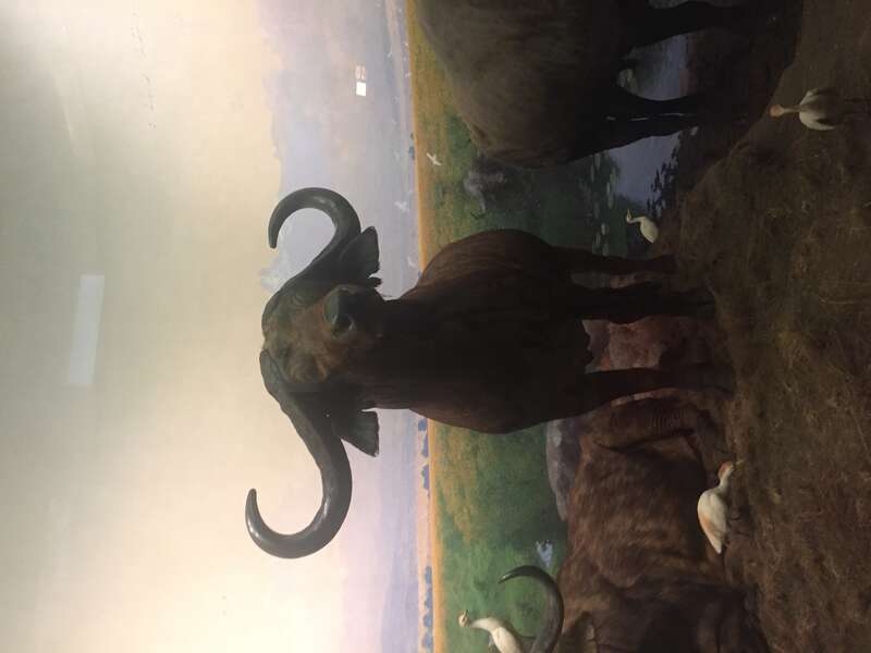 Museum of Natural History