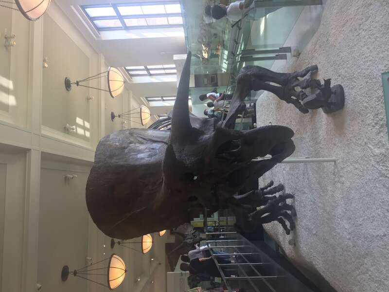 Museum of Natural History