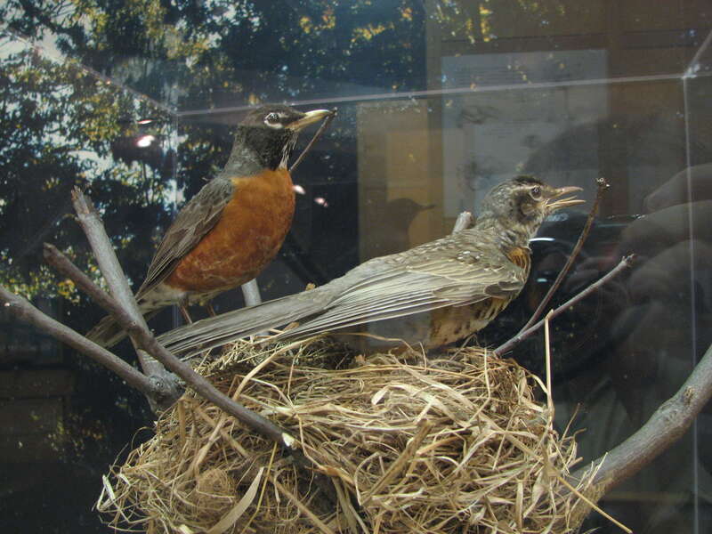 Nature Center and Planetarium in Rock Creek Park (5200 Glover Road Northwest, Washington, DC 20015)