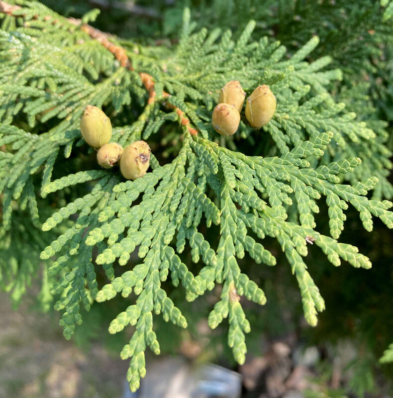 Northern Whitecedar Thuja occidentalis, Tettegouche State Park, Silver Bay, Minnesota, USA.