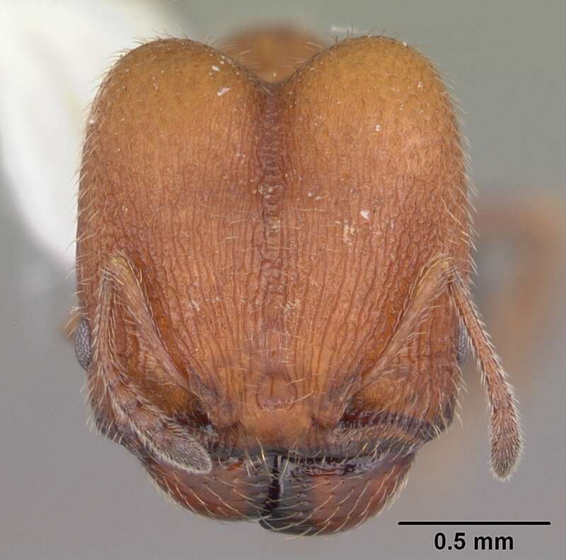 Head view of ant Pheidole littoralis specimen casent0104404.