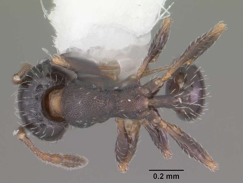 Dorsal view of ant Pheidole littoralis specimen casent0104405.