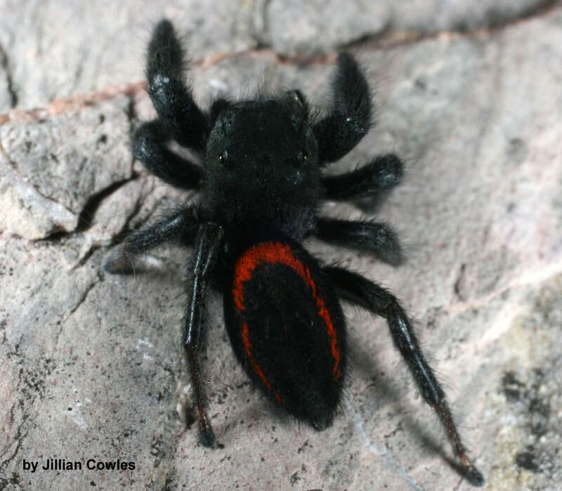 Desert Red Jumping Spider (Phidippus ardens) in Arizona, United States