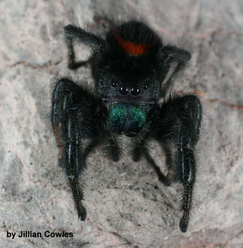 Desert Red Jumping Spider (Phidippus ardens) in Arizona, United States