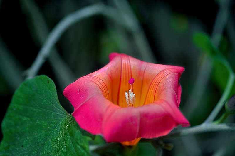 What more can I ask for, to find botanical gardens all over Maui (ok maybe great beaches too).  This was shot at the  Enchanting Floral Gardens in the &quot;High Country&quot; of Maui.

The Enchanted Floral Gardens of Kula is an 8 acre Botanical garden located
