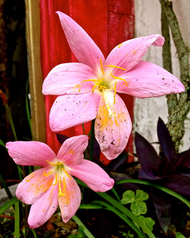 Rain Lily