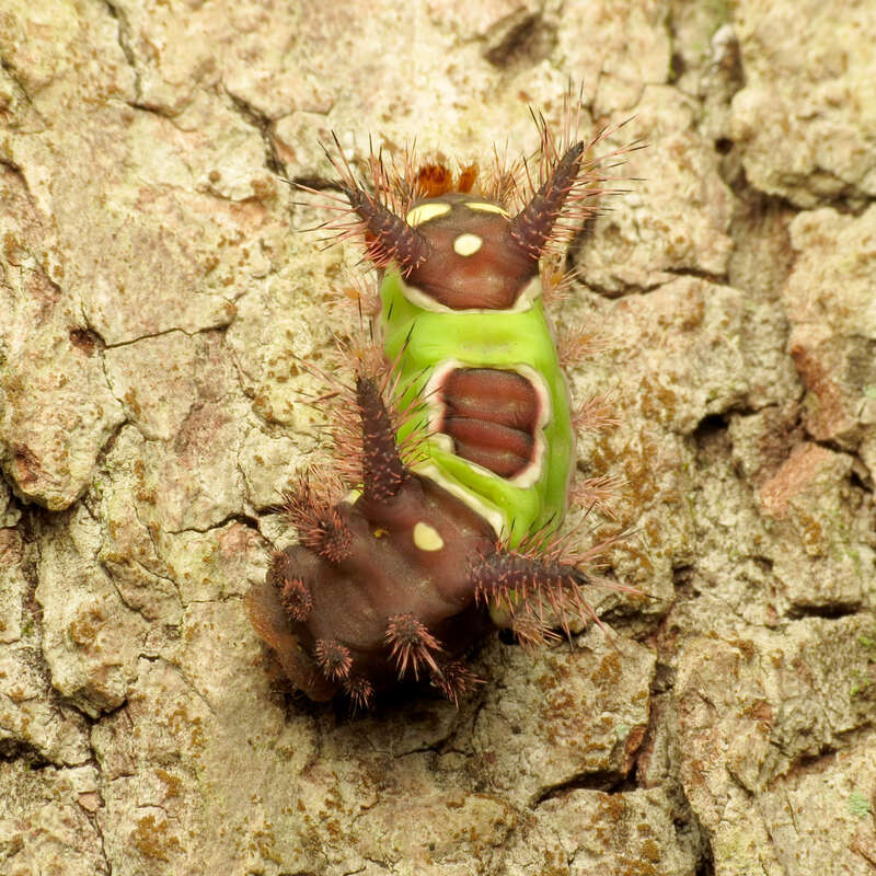 Acharia stimulea. Greenbelt Park, Prince George's County, Maryland, USA.