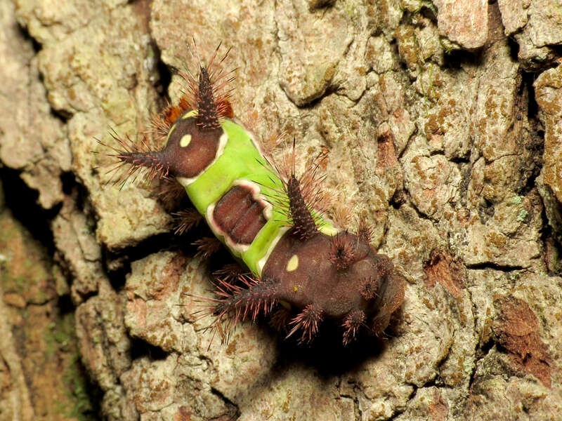 Acharia stimulea. Greenbelt Park, Prince George's County, Maryland, USA.