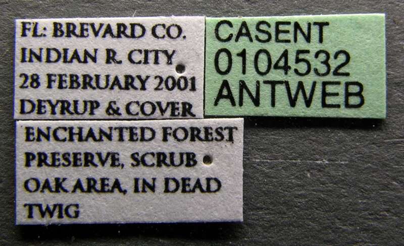 Label view of ant Tapinoma litorale specimen casent0104532.