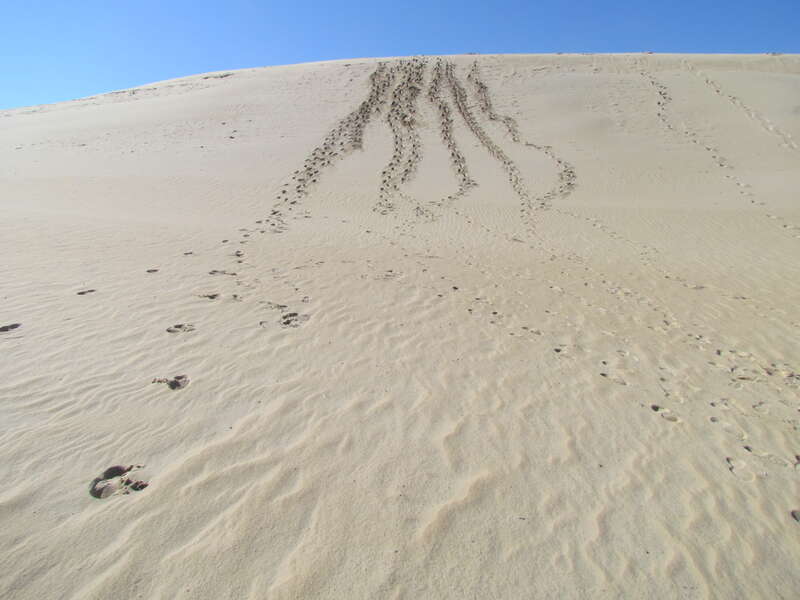 The Big Dune  Jockeys Ridge SP 0612
Jockey's Ridge State Park, North Carolina, US.