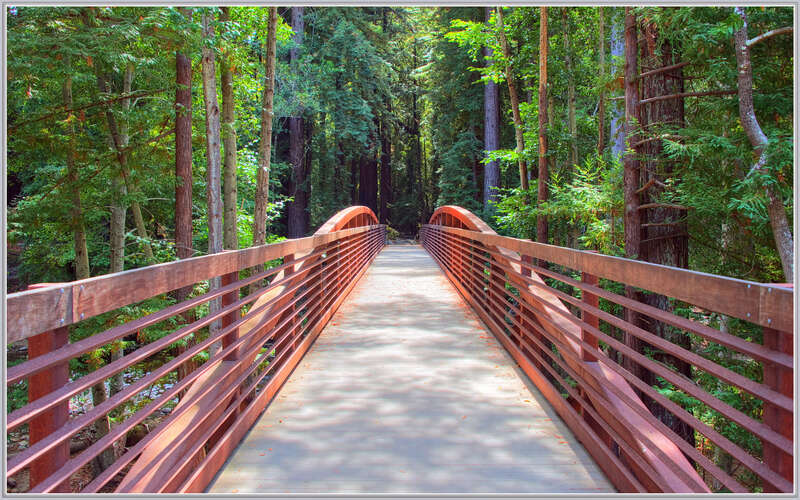 500px provided description: This is the start of a 5 mile hike to the top of Buzzard's Roost. It was a medium hard climb with some skinny trails and steep slopes. A very cool hike starting at Fernwood in Big Sur. [#trees ,#forest ,#water ,#river