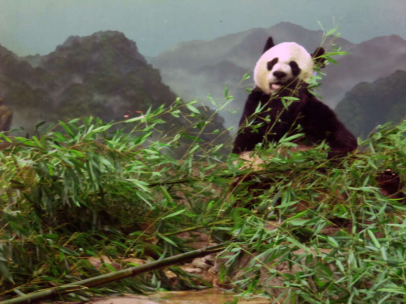 Zoo / Cubs @ Nats (July 16, 2009) - 41