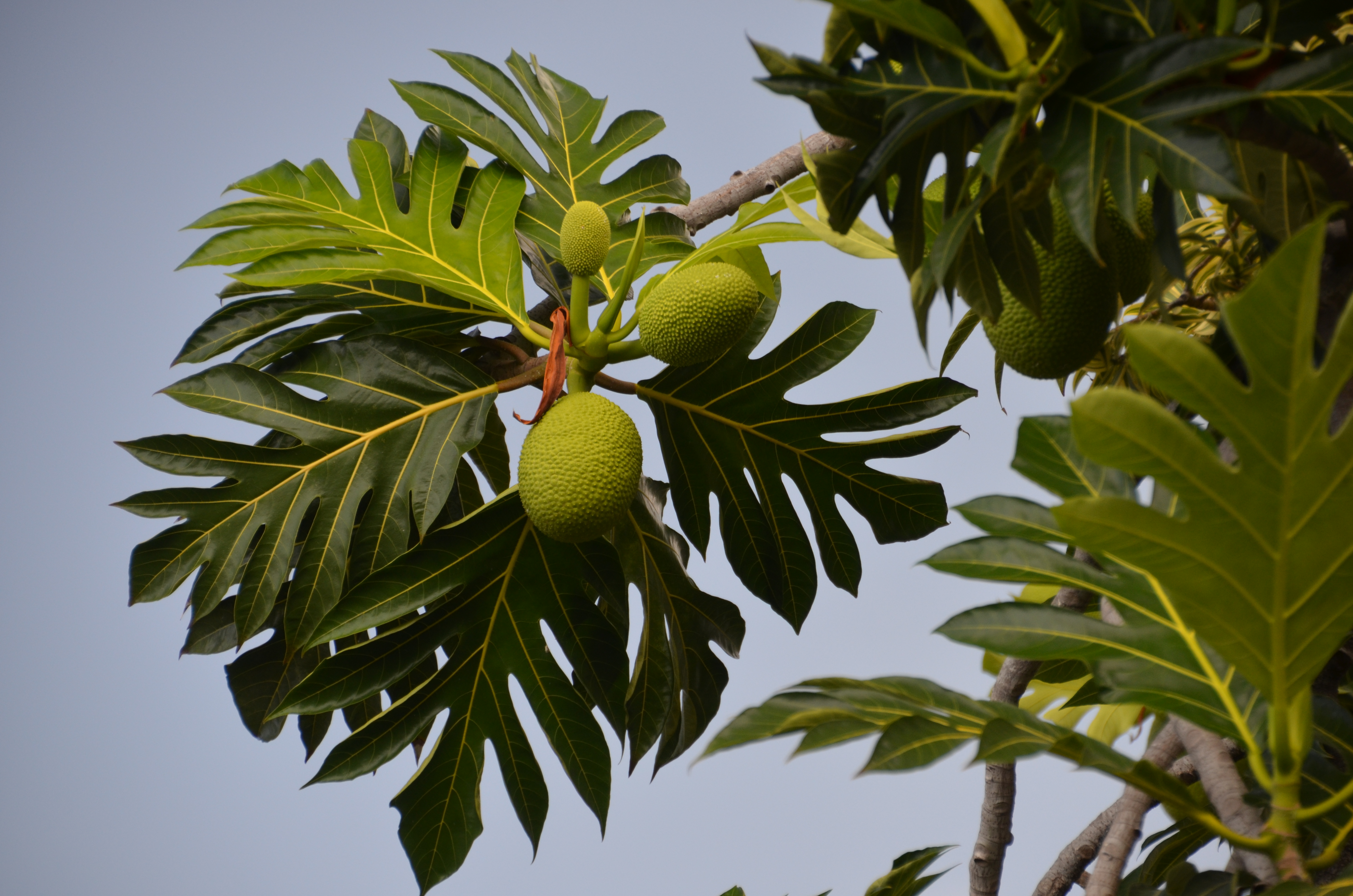 ʻUlu at St. Benedict's Painted Church (a0004381)