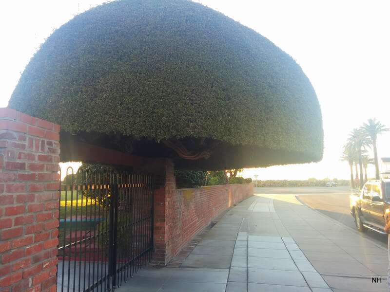 A Labor Intensive Pruning Project