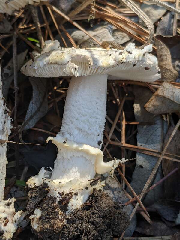Protected Ringless Amanita (Amanita protecta)