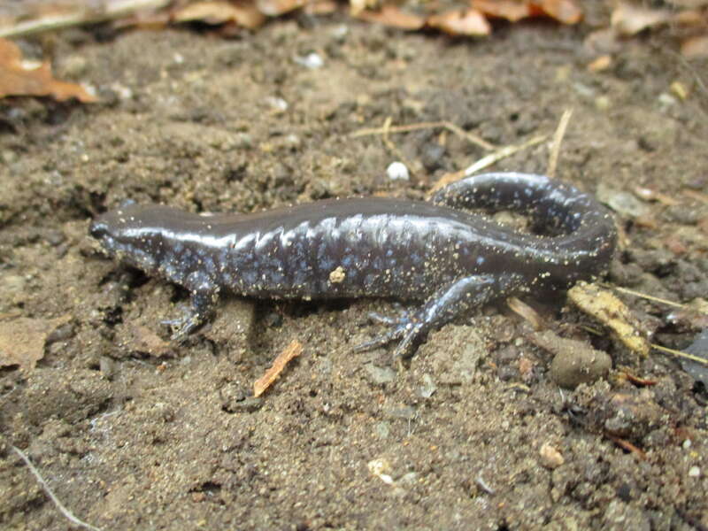 Unisexual Mole Salamander (Ambystoma unisexual). Species of amphibian.