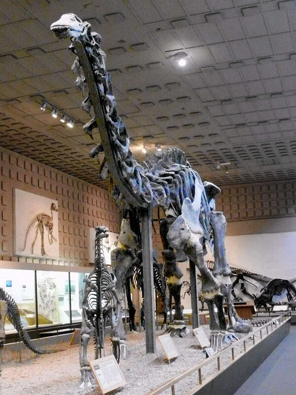 Apatosaurus (Formerly Brontosaurus) excelsus in the Yale Peabody Museum of Natural History.
Apatosaurus excelsus
Inv no. YPM 1980 (holotype specimen of the species)
Discoverer William H. Reed 1879
Locality Como Bluff, Wyoming
Age Morrison Formatian,