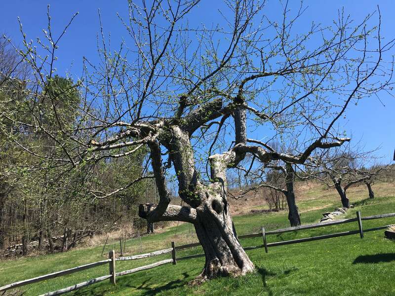 apple trees at fruitlands, April 2016