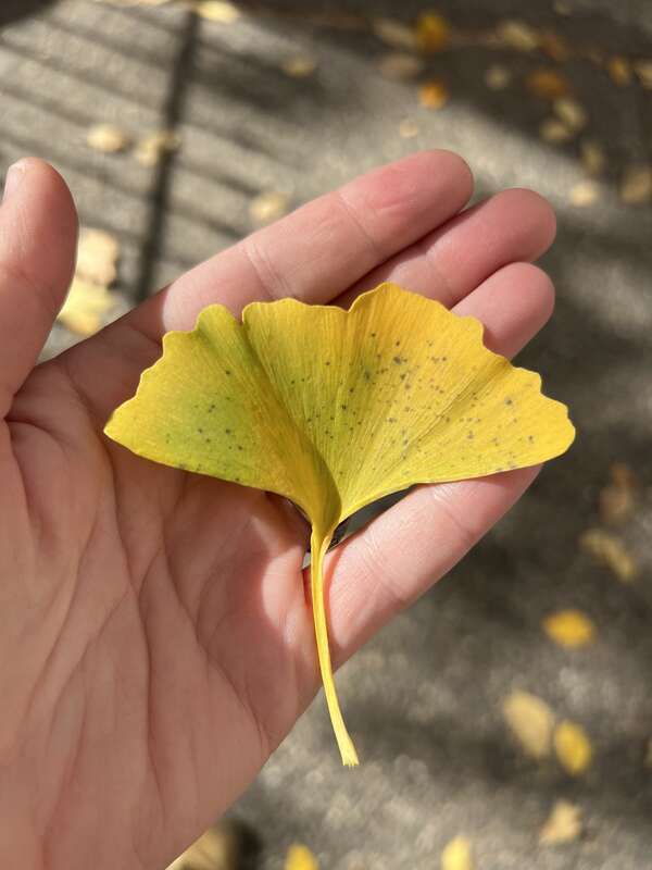 Ginkgo Spot (Bartheletia paradoxa)