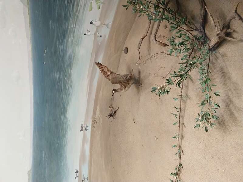 Exhibits and building at the newly opened Bell Museum of Natural History, Falcon Heights, Minnesota, on the University of Minnesota St. Paul campus.