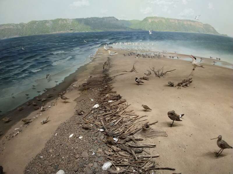 Exhibits and building at the newly opened Bell Museum of Natural History, Falcon Heights, Minnesota, on the University of Minnesota St. Paul campus.