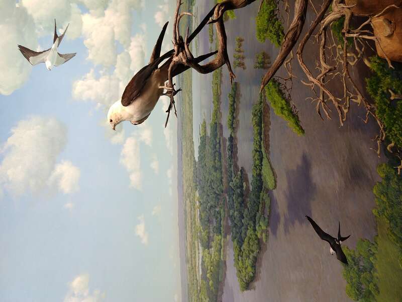 Exhibits and building at the newly opened Bell Museum of Natural History, Falcon Heights, Minnesota, on the University of Minnesota St. Paul campus.