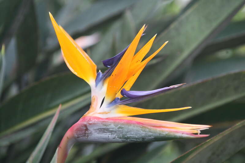 The flowers, which emerge one at a time from the spathe, consist of three brilliant orange sepals and three purplish-blue petals. Two of the blue petals are joined together to form an arrow-like nectary. When the sunbirds sit to drink the nectar, the