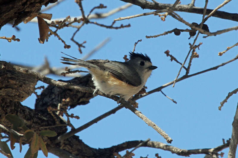 Black-crested Titmouse