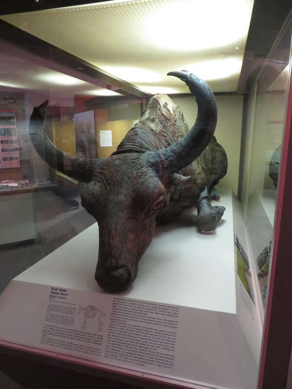 A steppe bison on display at the University of Alaska Museum of the North in Fairbanks.

The steppe bison is one of several extinct large mammals that roamed interior Alaska during the Wisconsinan glacial period, 100,000 to 10,000 years ago. This