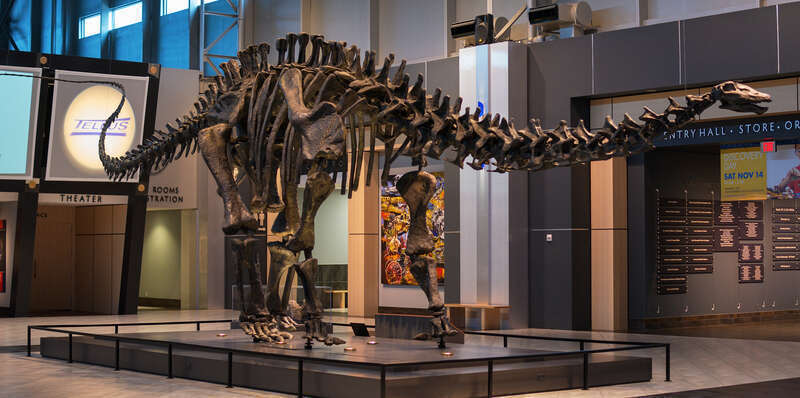 The Tellus Science Museum in Cartersville, GA.  Monday, October 26, 2015. 
pictured: Apatosaurus skeleton