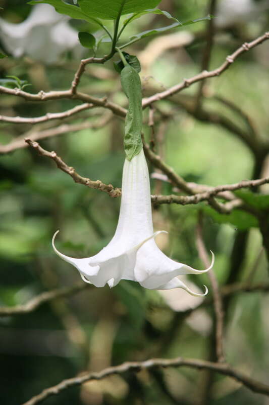 Brugmansia cultivar, white flower