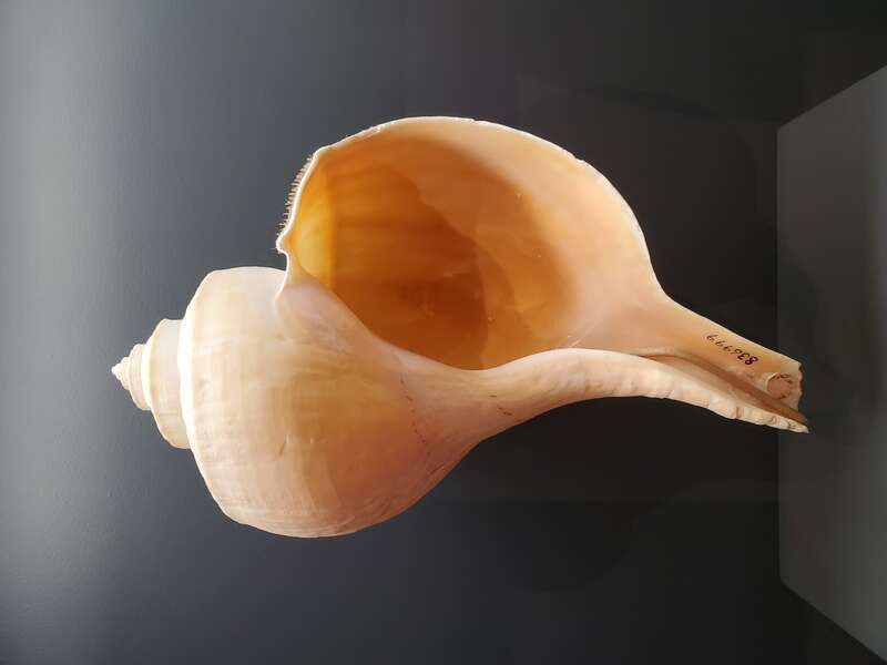 Busycotypus canliculatus (Channeled whelk) shell, Smithsonian