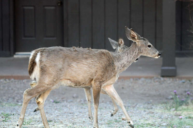 Carmen Mountains white-tailed deer