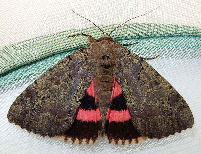 Darling Underwing (Catocala cara)