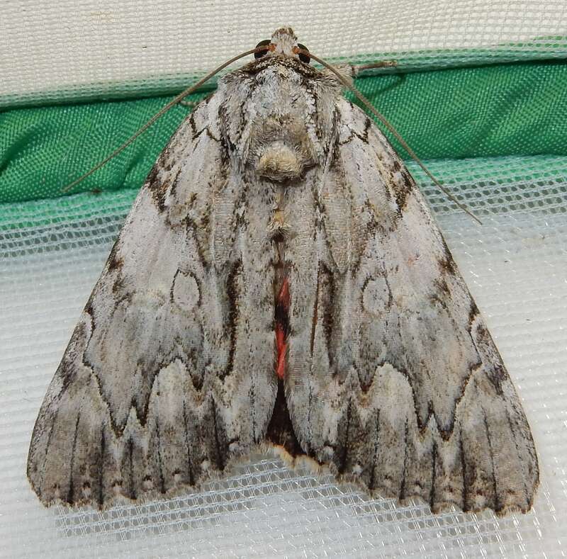 Scarlet Underwing (Catocala coccinata)