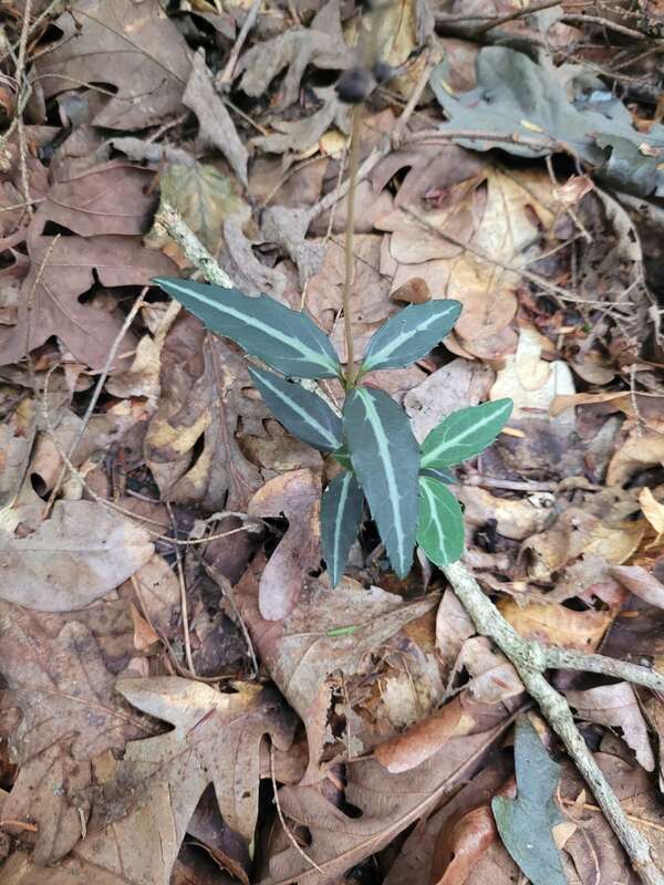 striped wintergreen (Chimaphila maculata)
