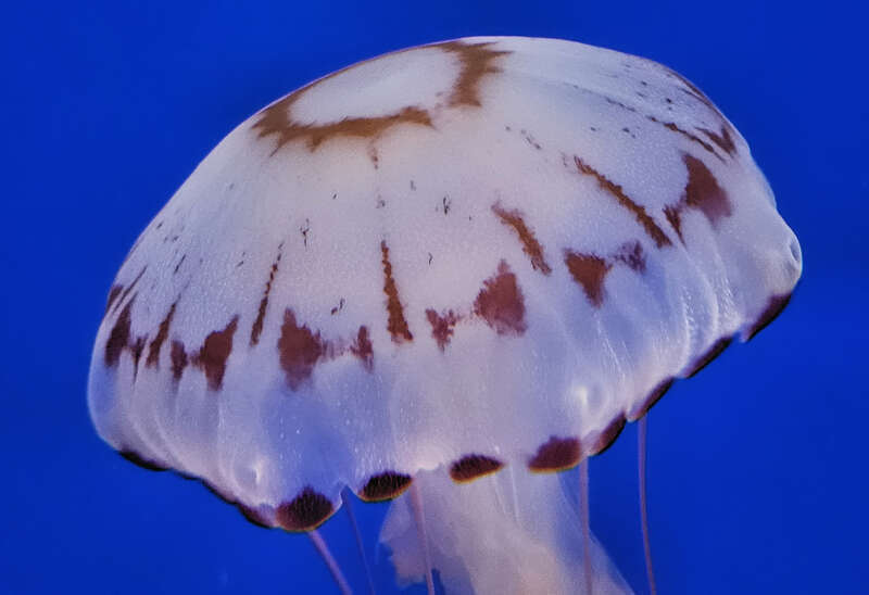 Bell of a purple-striped jelly (Chrysaora colorata) at the Monterey Bay Aquarium, Monterey, California, USA.