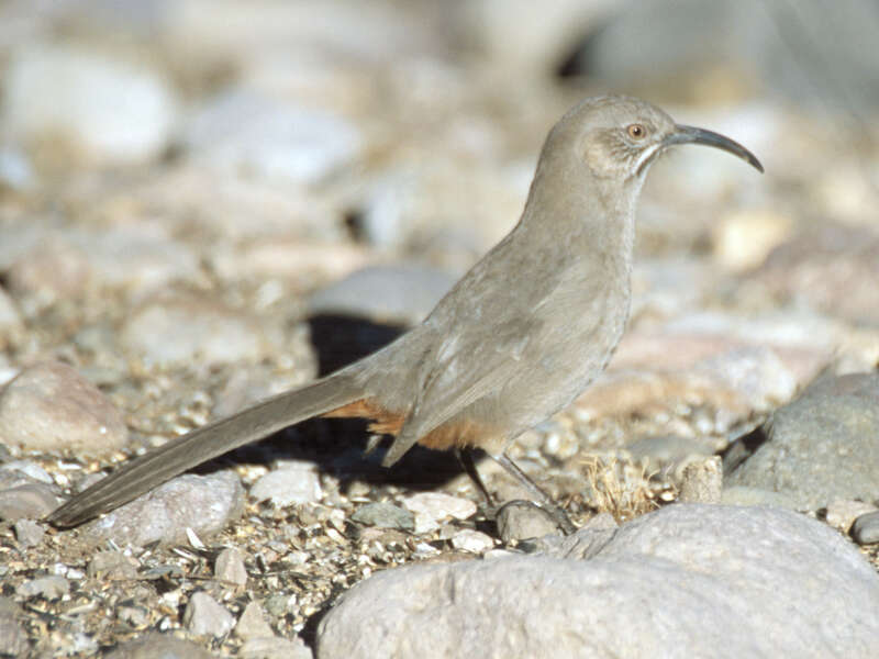 Crissal Thrasher (Toxostoma crissale)