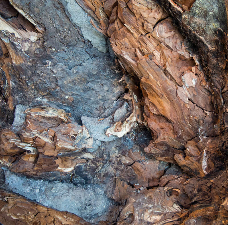 Close-up of the underside of a centuries-old Douglas fir (Pseudotsuga menziesii) stump at the Exploratorium.